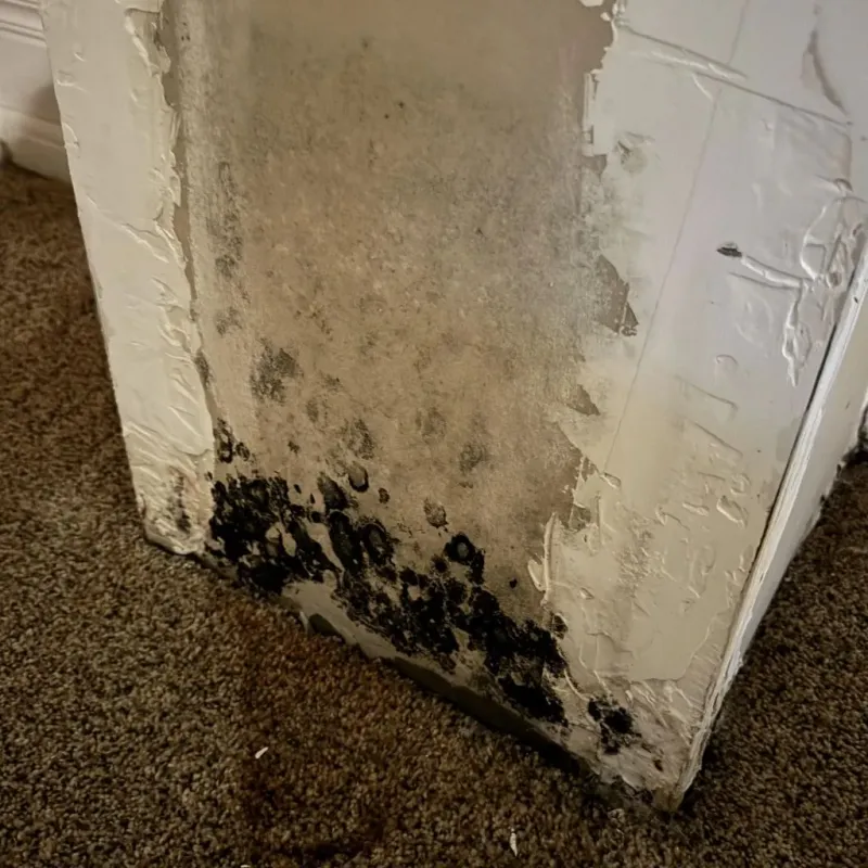 Professional Mold Removal in Delhi, CA